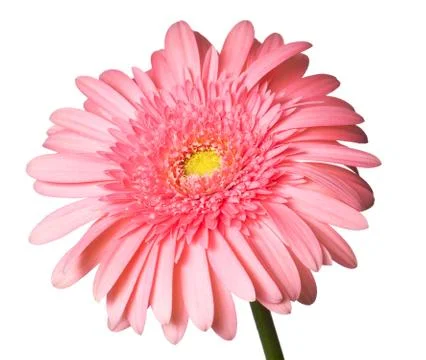 Pink daisy Stock Photos