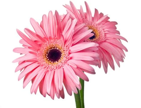 Pink daisy Stock Photos