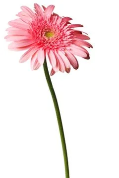 Pink daisy Stock Photos