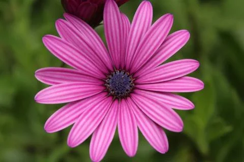 Pink Daisy Stock Photos