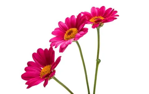Pink daisy Stock Photos