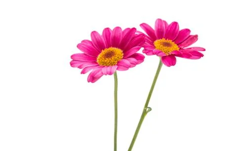 Pink daisy Stock Photos