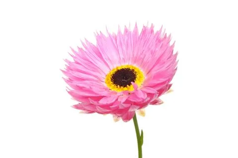 Pink daisy Stock Photos