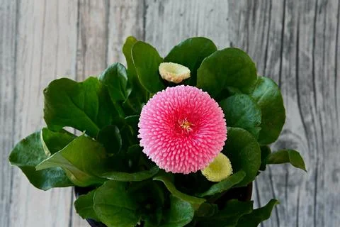 Pink daisy Stock Photos