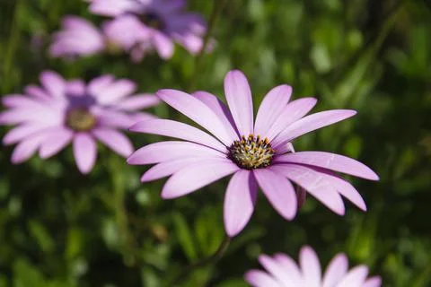 Pink daisy Stock Photos