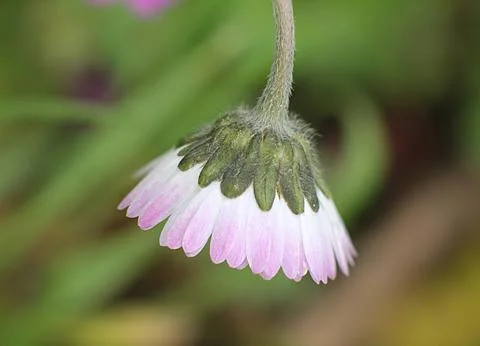 Pink daisy Stock Photos