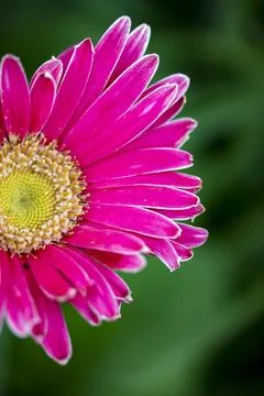 Pink Daisy Foto stock