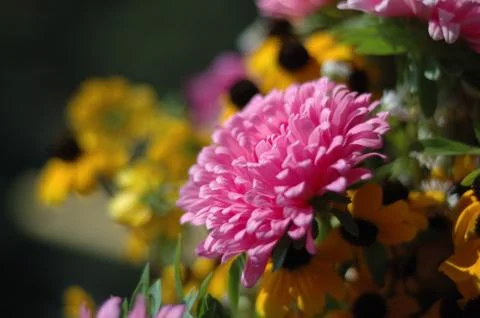 Pink daisy in the rays of light. Shallow depth of field Stock Photos