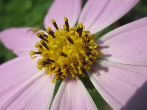 Pink daisy with a yellow core, background, wallpaper Stock Photos