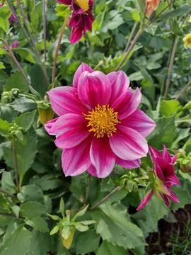 Pink Dalia Stock Photos