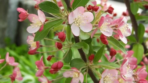 Pink decorative apple blossoms swaying in the wind. Spring Bloom. Stock Footage 312615997