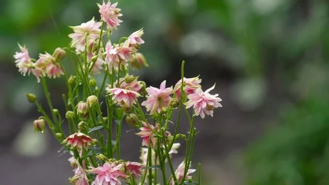 Pink decorative aquilegia flowers Stock Footage