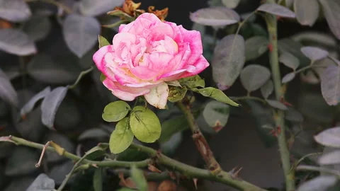 Pink decorative rose at wind Vídeos de archivo 94871965