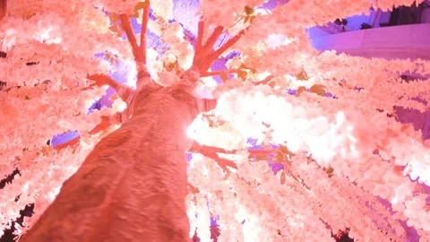 Pink Decorative Tree at Event 3 Stock Footage 104266879