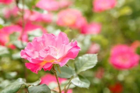 Pink delicate flowers closeup. selective focus with shallow depth of field Stock Photos