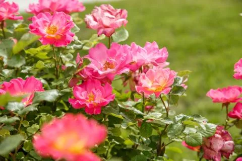 Pink delicate flowers closeup. selective focus with shallow depth of field Stock Photos