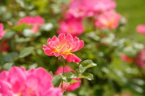 Pink delicate flowers closeup. selective focus with shallow depth of field Stock Photos