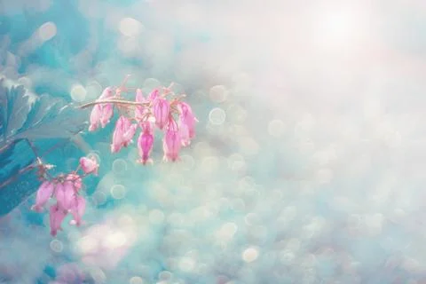 Pink delicate small flowers in the shape of a heart on a blue background. Cop Stock Photos