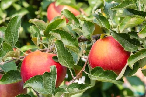 Pink delight apples in a tree Stock-Fotos