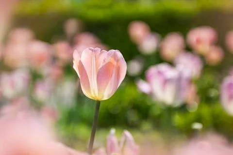 PInk Delight Stock Photos