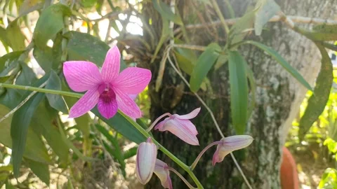 Pink Dendrobium Bigibbum Orchid Stock Footage 339516580