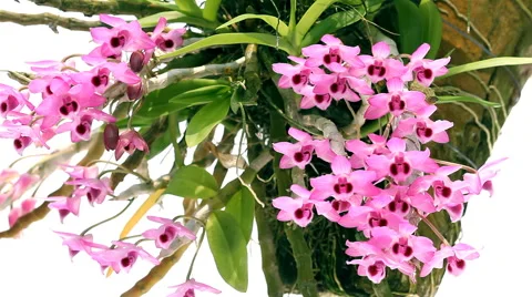 Pink Dendrobium Flowers Video stock 40206705