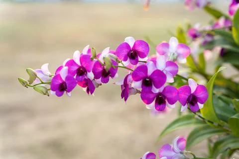 Pink dendrobium orchid with backlight on soft bokeh backgound, Thailand Stock Photos