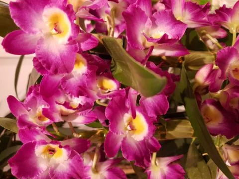 Pink dendrobium Stock Photos