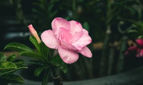 Pink desertrose bloom, side angle, lifestyle banner background. Stock Photos