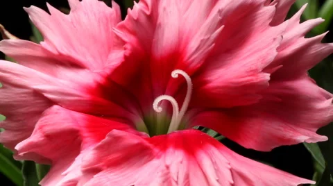 Pink Dianthus Time-lapse Stock Footage 63873765