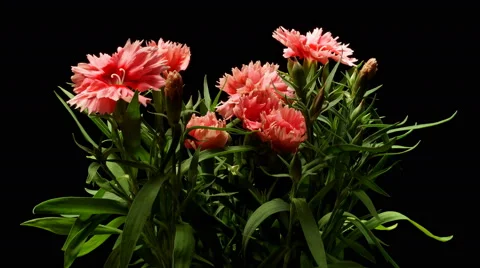 Pink Dianthus Time-lapse Stock Footage 63880490