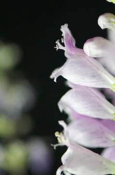 Pink digitalis, Stock Photos