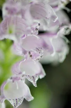Pink digitalis, Stock Photos