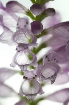 Pink digitalis, Stock Photos