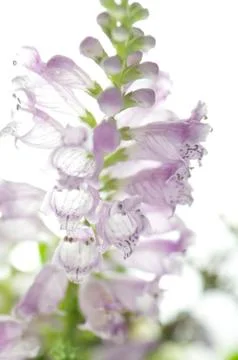 Pink digitalis, Stock Photos