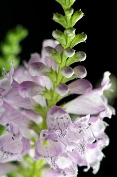 Pink digitalis, Stock Photos