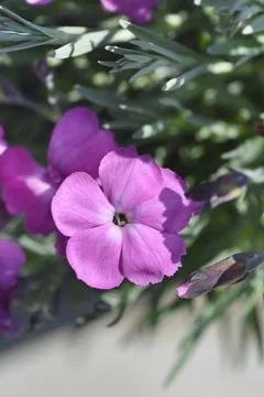 Pink Dinetta Stock Photos