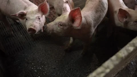 A pink dirty pig is looking at the camera Stock Footage 241180506