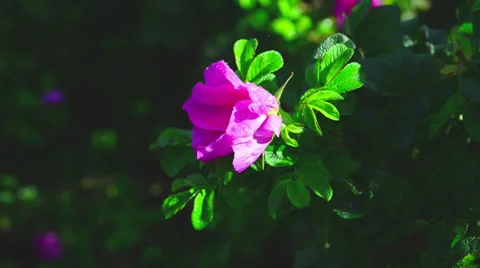 Pink dog rose Stock Footage 29544426