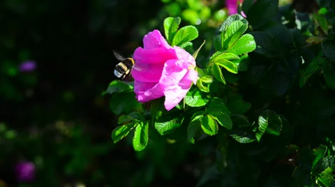 Pink dog rose Stock Footage 29544505