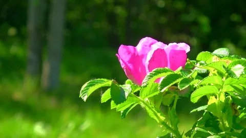 Pink dogrose Stock Footage 291016987