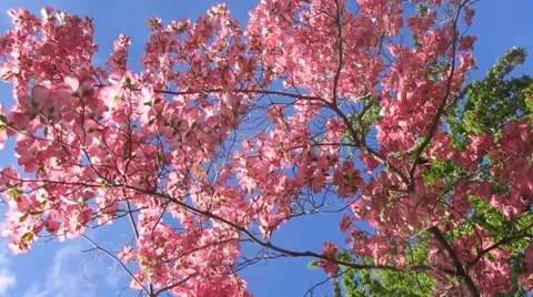 Pink dogwood, flower tree, blue sky Stock Footage