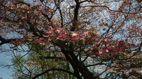 Pink dogwood Stock Footage 22770313