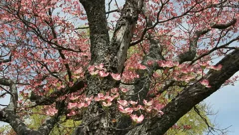 Pink dogwood tree Stock Footage 11019752