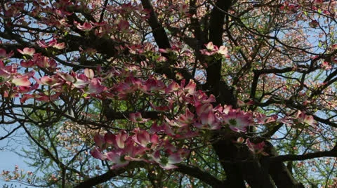 Pink dogwood tree Stock Footage 22770147