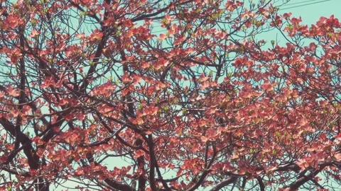 Pink Dogwood tree Stock Footage 74760236