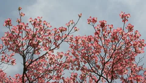 Pink dogwood trees with sky background Stock Footage 11019748