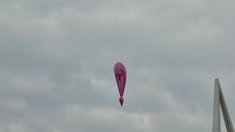 Pink dolphin balloon Video stock 334089609