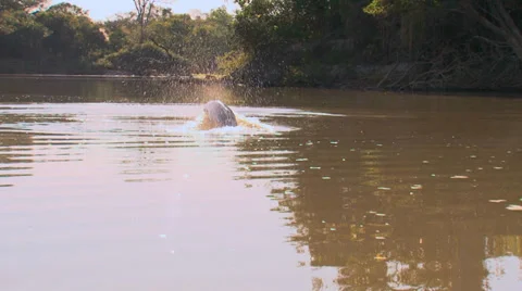 The pink dolphin Stock Footage 36087014