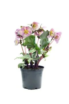Pink dotted hellebore flowerpot on white background Stock Photos